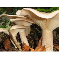 Мицелий Говорушки подогнутой / Говорушка рыжая (Clitocybe geotropa)